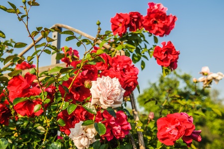 Rose bush growing in the gardenの写真素材