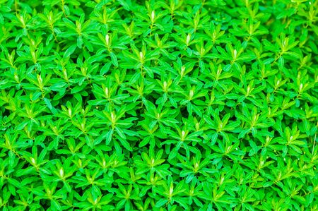 background of a green plant with small leavesの写真素材