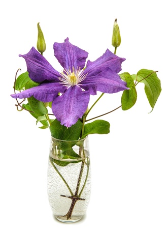 Purple clematis flower on a white backgroundの写真素材