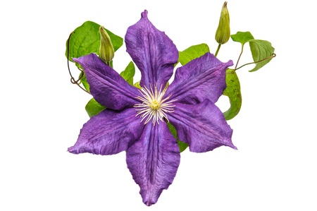 Purple clematis flower on a white backgroundの写真素材