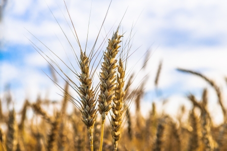 ears of wheat on blue sky backgroundの写真素材
