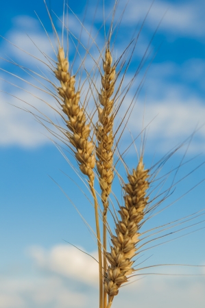 ears of wheat on blue sky backgroundの写真素材