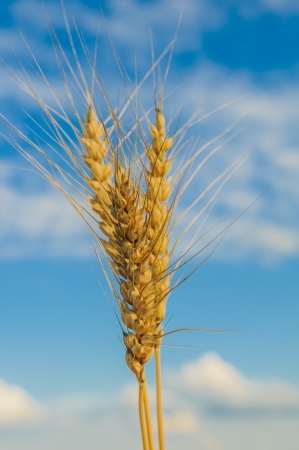 ears of wheat on blue sky backgroundの写真素材