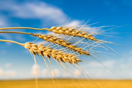 ears of wheat on blue sky backgroundの写真素材