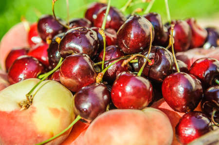 ripe cherry burgundy and peachの写真素材