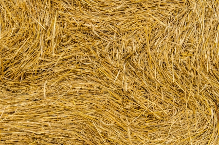 Round bales of hay in the fieldの写真素材