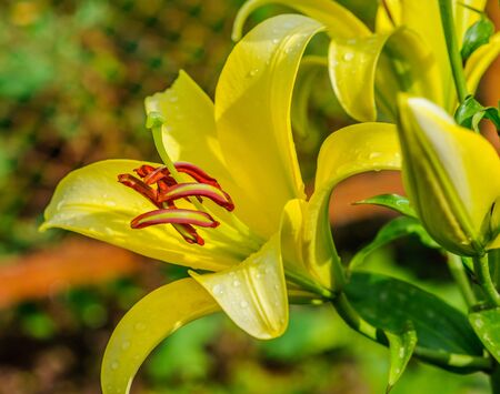 yellow lily flower on the backgroundの写真素材