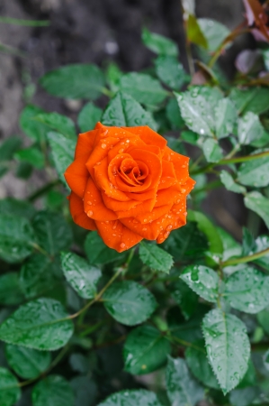 flower rose bouquet in a decorative grassの写真素材