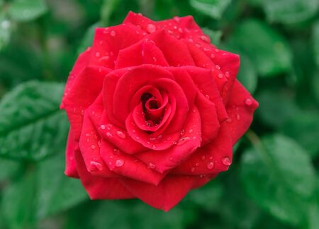 flower rose bouquet in a decorative grassの写真素材