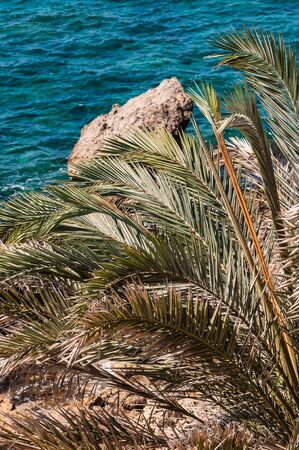 palm frond on a rock on the sea backgroundの写真素材