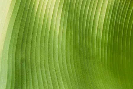 Banana leaf green striped abstract backgroundの写真素材