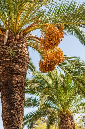 fruit ripe figs growing on a palm treeの写真素材