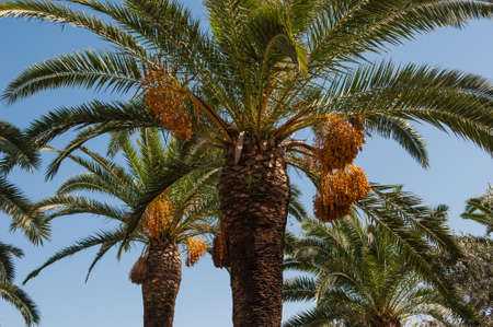 fruit ripe figs growing on a palm treeの写真素材