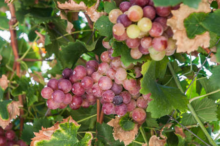 Cluster of wild garden black grapesの写真素材