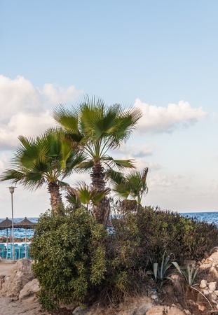 Kef beach on the beach with palm treesの写真素材