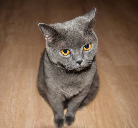 Grey thoroughbred cat on white backgroundの写真素材