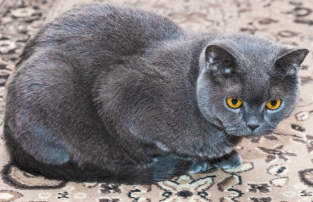 Grey thoroughbred cat on white backgroundの写真素材