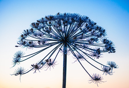The plant on a meadow is covered by frosty hoarfrostの写真素材