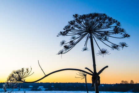 The plant on a meadow is covered by frosty hoarfrostの写真素材
