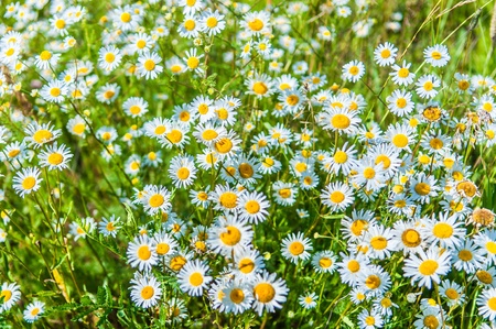 daisy in the meadow against the blue skyの写真素材