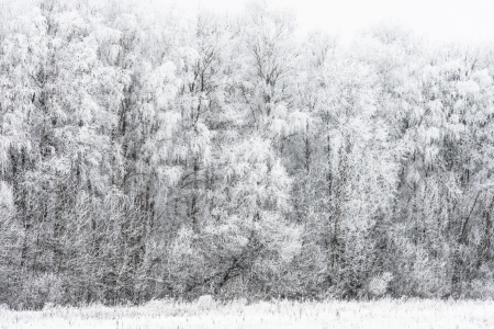 winter landscape with snow-covered forest treesの写真素材