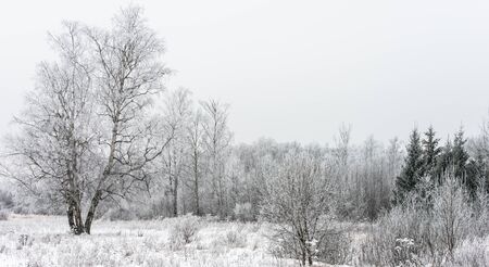 winter landscape with snow-covered forest treesの写真素材