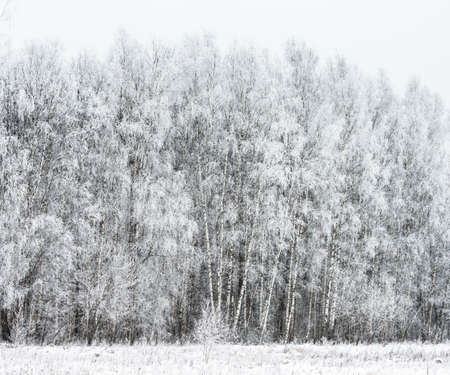 winter landscape with snow-covered forest treesの写真素材