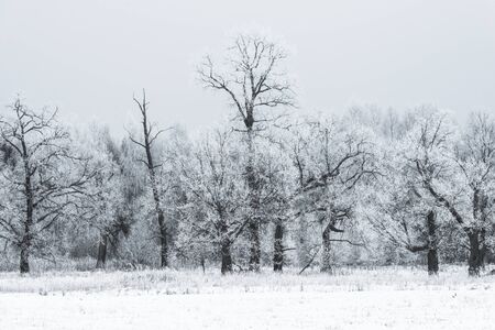 winter landscape with snow-covered forest treesの写真素材