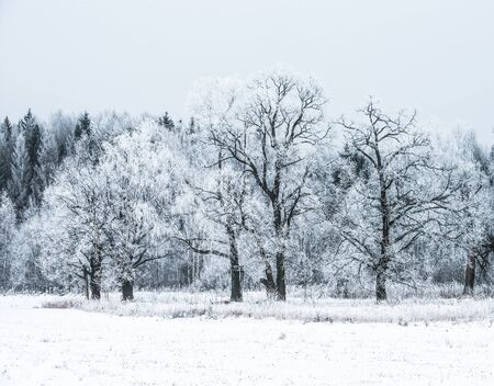 winter landscape with snow-covered forest treesの写真素材