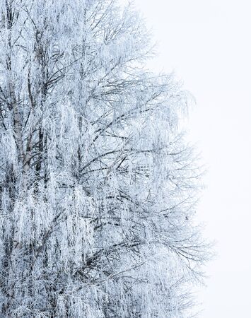 winter landscape with snow-covered forest treesの写真素材