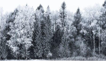 winter landscape with snow-covered forest treesの写真素材