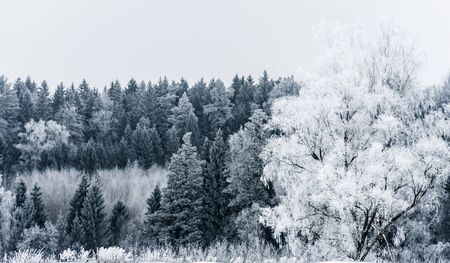 winter landscape with snow-covered forest treesの写真素材