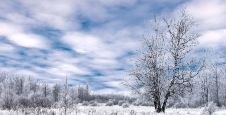 winter landscape with snow-covered forest treesの写真素材