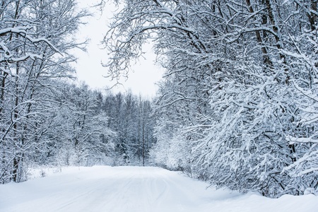 country road among snowy winter forestの写真素材