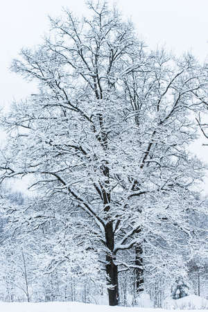 winter landscape with snow-covered forest treesの写真素材