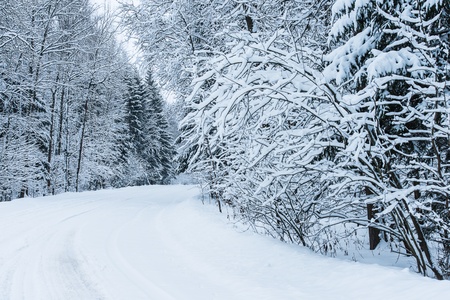 country road among snowy winter forestの写真素材