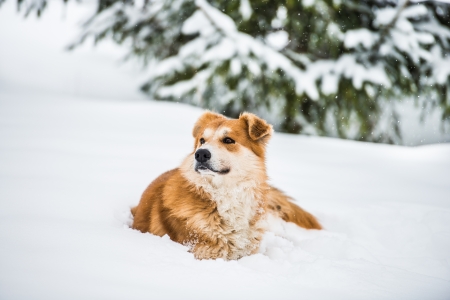 big red dog in the snow in the forestの写真素材