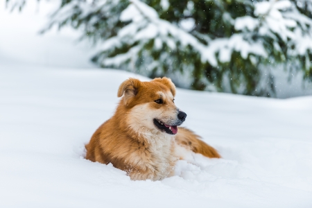 big red dog in the snow in the forestの写真素材