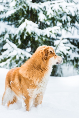 big red dog in the snow in the forestの写真素材