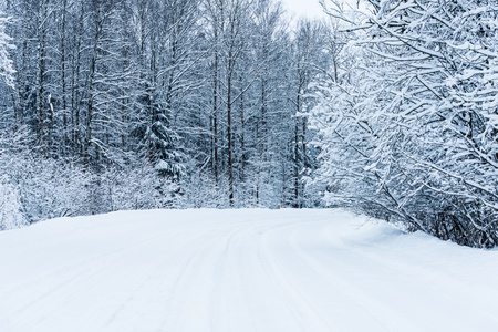 country road among snowy winter forestの写真素材