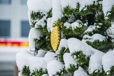 gold pine cone ornament Christmas tree with no snowの写真素材