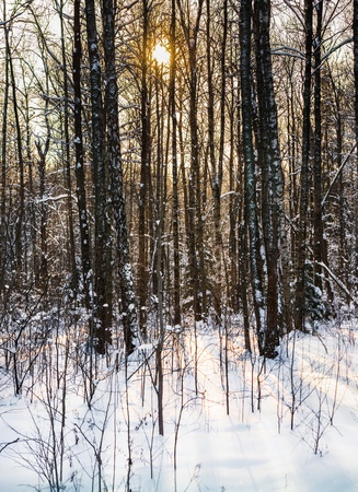landscape winter forest with rays of sunの写真素材