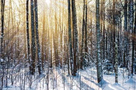 landscape winter forest with rays of sunの写真素材