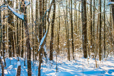 landscape winter forest with rays of sunの写真素材