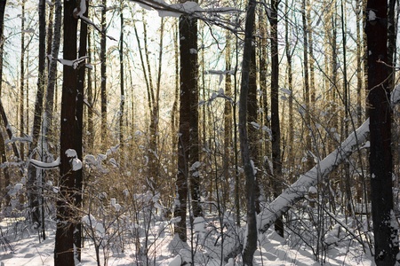 landscape winter forest with rays of sunの写真素材