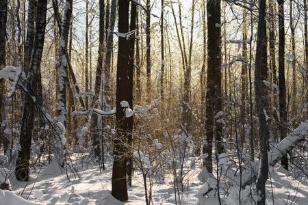 landscape winter forest with rays of sunの写真素材