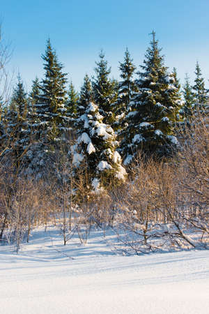 winter landscape with snow-covered forest treesの写真素材