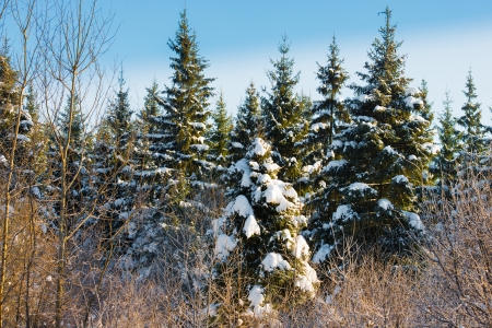 winter landscape with snow-covered forest treesの写真素材