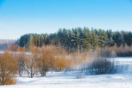 winter landscape with snow-covered forest treesの写真素材