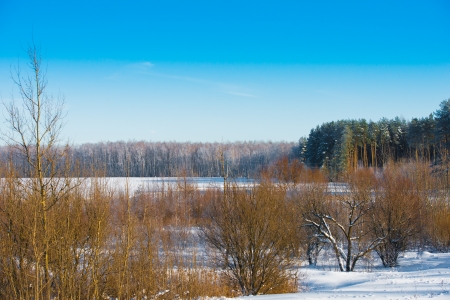 winter landscape with snow-covered forest treesの写真素材